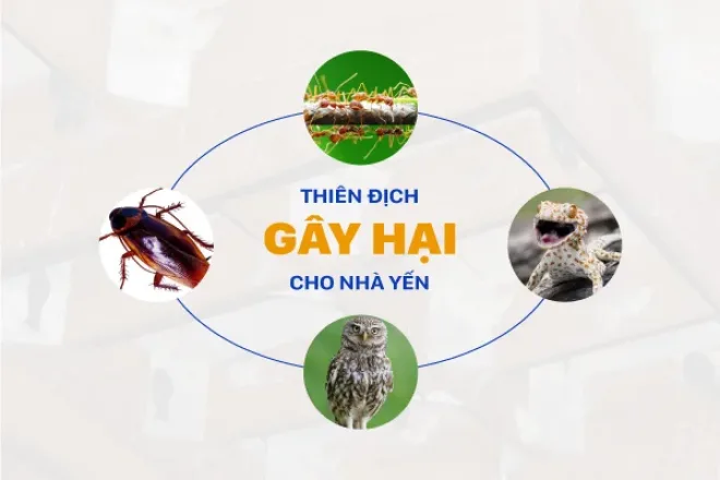Thuốc diệt côn trùng, thiên địch thường xuất hiện trong nhà yến